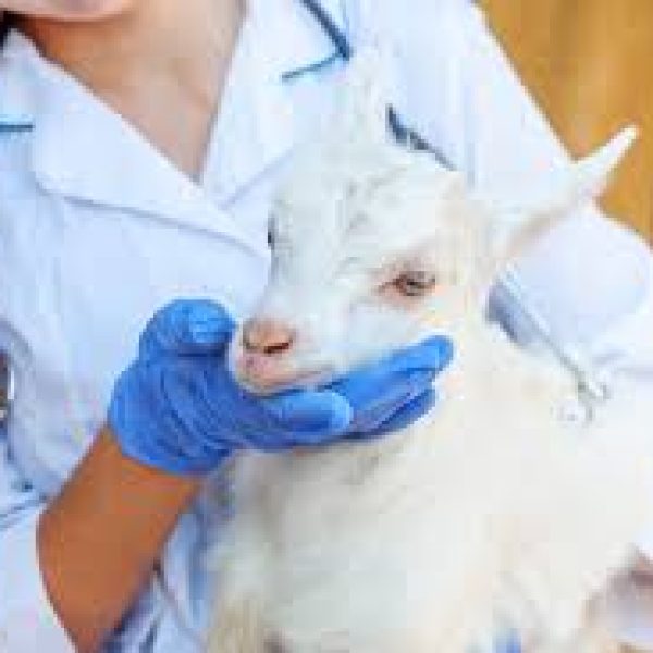 Vet Science Vet Science